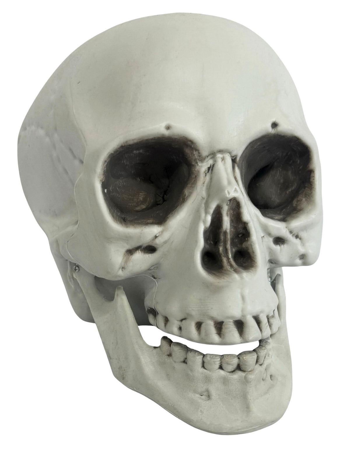 Pääkallo liikkuvalla leualla