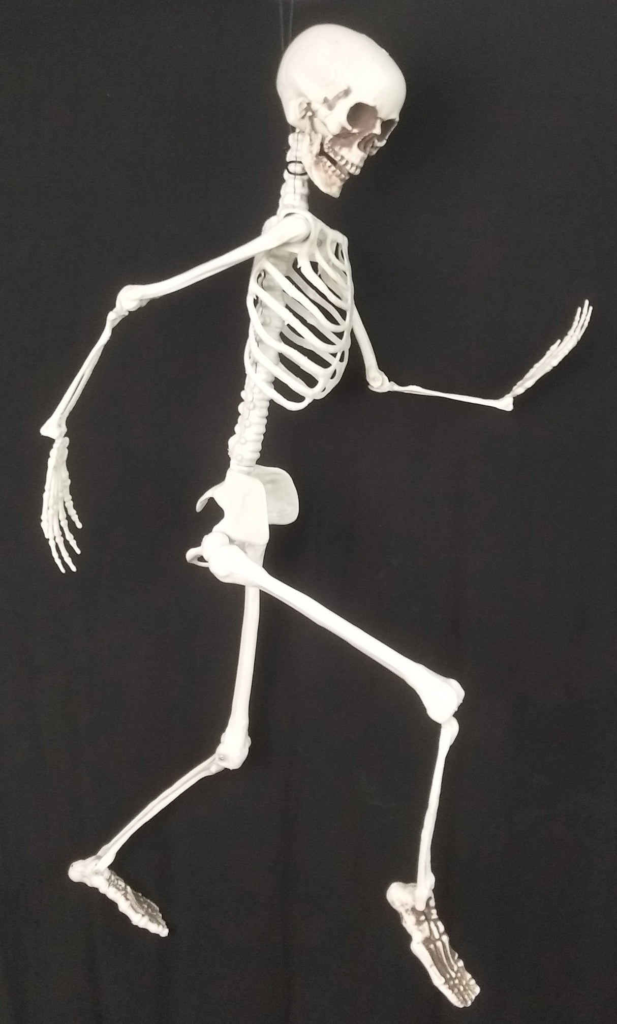 Luuranko 94 cm