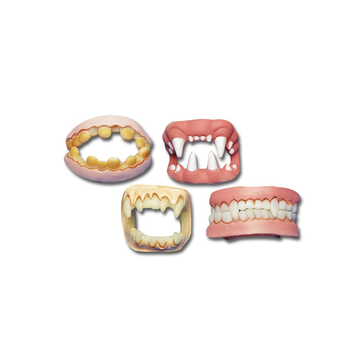 Hampaat, lajitelma 4 erilaista